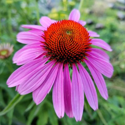 Эхинацея Берд Роуз Эхинацея Берд Роуз - Dolina-Sad.Ru