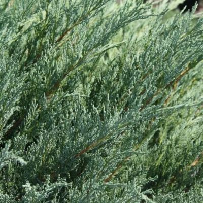 Можжевельник казацкий Глаука Можжевельник казацкий Глаука фото