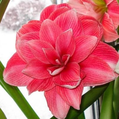 Амариллис Дабл Дрим Амариллис Дабл Дрим фото