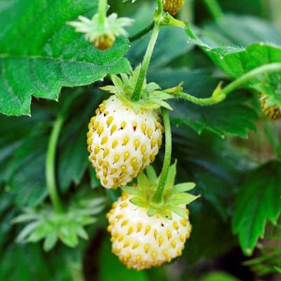 Земляника Золотинка Ремонтантная Земляника Золотинка Ремонтантная фото