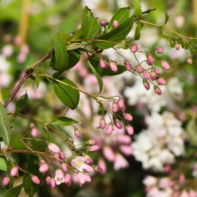 Дейция розовая Дейция розовая - Dolina-Sad.Ru