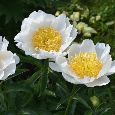 Пион Ян Ван Левен - Dolina-Sad.Ru