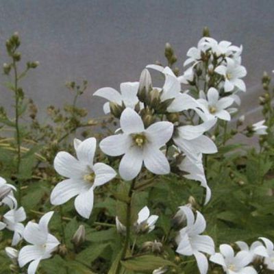 Колокольчик молочноцветковый Аваланш Колокольчик молочноцветковый Аваланш - Dolina-Sad.Ru