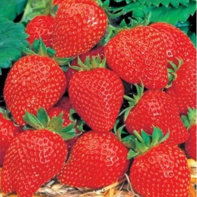 Земляника (Клубника) Грандиан F1 пробирка Земляника (Клубника) Грандиан F1 пробирка фото