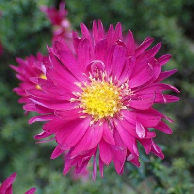 Астра новобельгийская Винсон Чирчил Астра новобельгийская Винсон Чирчил - Dolina-Sad.Ru