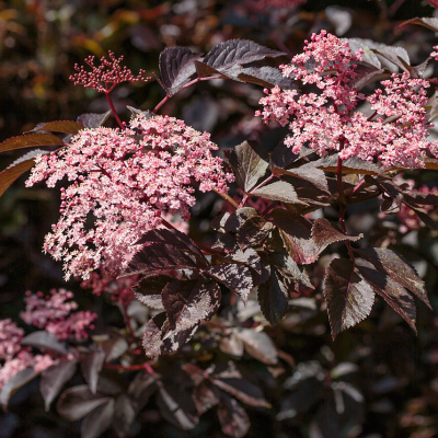 Бузина черная Корс Р Бузина черная Корс Р - Dolina-Sad.Ru
