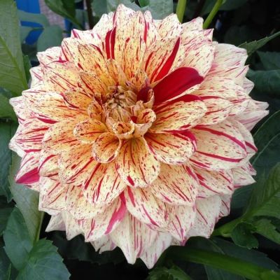 Георгина Глориоза Георгина Глориоза фото