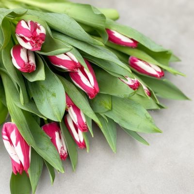 Тюльпан Хэппи Клоун Тюльпан Хэппи Клоун - Dolina-Sad.Ru