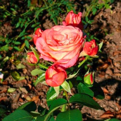 Роза Ди Вельт Роза Ди Вельт - Dolina-Sad.Ru