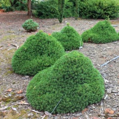 Ель обыкновенная Томпа Ель обыкновенная Томпа - Dolina-Sad.Ru