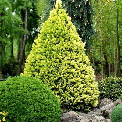 Ель канадская Сан он де Скай, С3 - Dolina-Sad.Ru