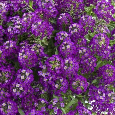 Лобулярия Восточные ночи Лобулярия Восточные ночи фото