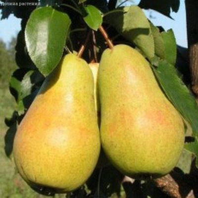 Груша Чижовская/Осенняя Груша Чижовская/Осенняя фото