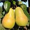 Груша Чижовская/Осенняя Груша Чижовская/Осенняя фото