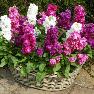 Левкой Любимый парфюм, Смесь Левкой Любимый парфюм, Смесь фото