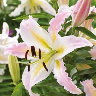 Лилия Бамако Лилия Бамако фото