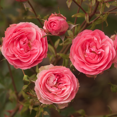 Роза Аллюр Винтер Джевел Роза Аллюр Винтер Джевел - Dolina-Sad.Ru