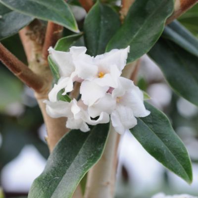 Волчеягодник душистый Пэфьюм Принцесс Уайт Волчеягодник душистый Пэфьюм Принцесс Уайт - Dolina-Sad.Ru