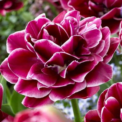 Тюльпан Дрим Тач Тюльпан Дрим Тач фото