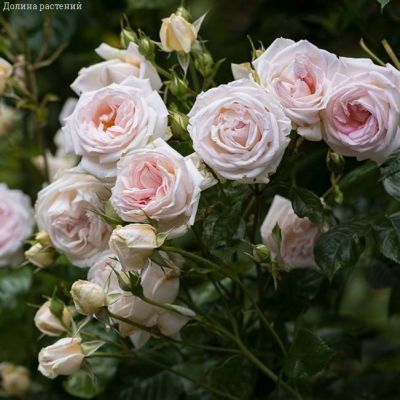 Роза Мадам Анизетт в горшке - Dolina-Sad.Ru