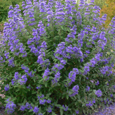 Кариоптерис кладонский Кью Блю Кариоптерис кладонский Кью Блю фото