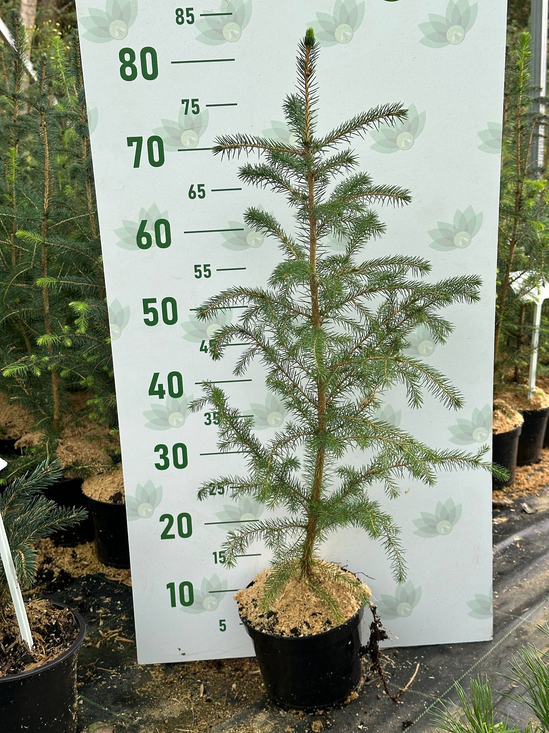 Ель ситхинская, С2 - Dolina-Sad.Ru