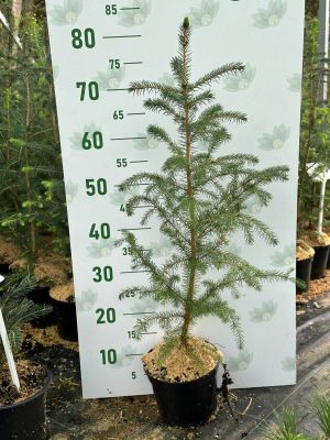 Ель ситхинская, С2 - Dolina-Sad.Ru