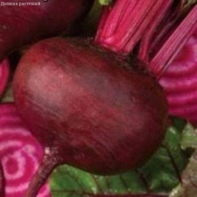 Свекла Кубанская Борщевая 43( столовая) фото