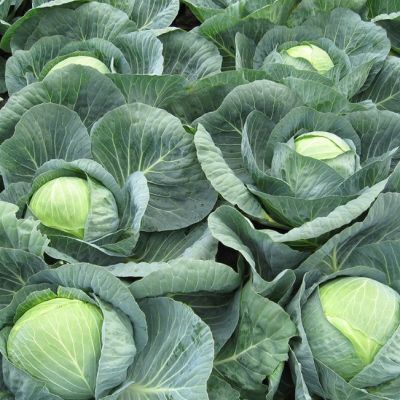 Капуста Белокочанная Центурион F1 (Clause/Франция) Капуста Белокочанная Центурион F1 (Clause/Франция) фото