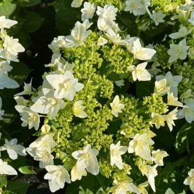 Гортензия крупнолистная Финия, С2 - Dolina-Sad.Ru