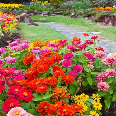 Клумба Буйство Красок Клумба Буйство Красок фото