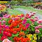 Клумба Буйство Красок Клумба Буйство Красок фото