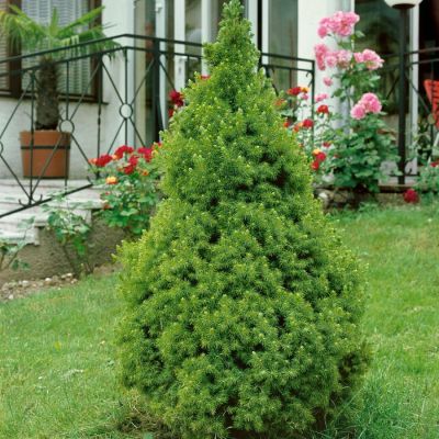 Ель канадская Коника? - Dolina-Sad.Ru