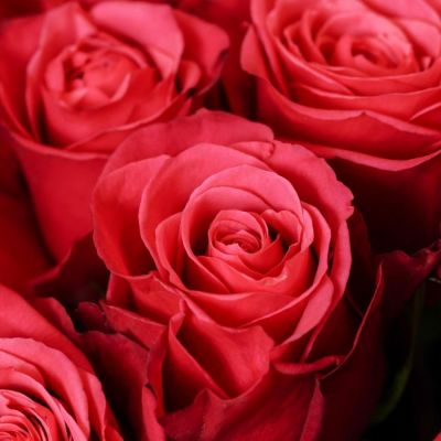 Роза Черри О - Dolina-Sad.Ru