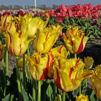 Тюльпан Пати Клоун Тюльпан Пати Клоун - Dolina-Sad.Ru