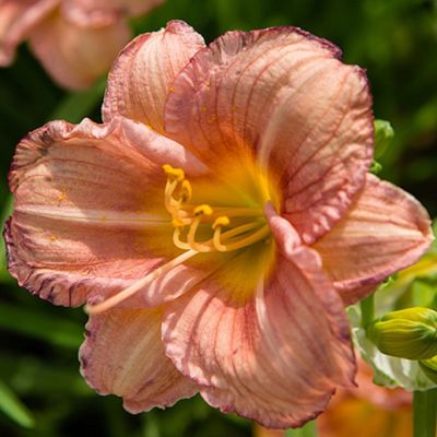 Лилейник Эври Дэйлили Сериз Лилейник Эври Дэйлили Сериз - Dolina-Sad.Ru