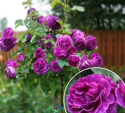 Роза Штамбовая Минерва Роза Штамбовая Минерва - Dolina-Sad.Ru