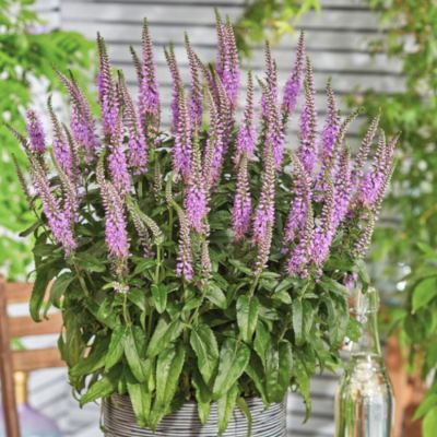 Вероника колосковая Лавендер Лайтсэйбер Вероника колосковая Лавендер Лайтсэйбер - Dolina-Sad.Ru