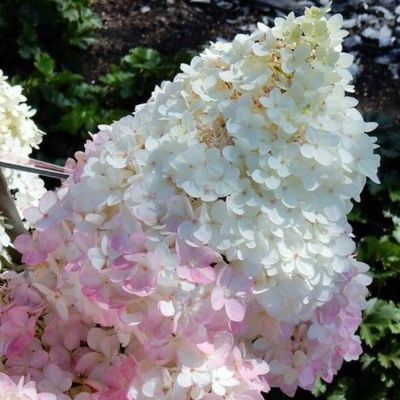 Гортензия метельчатая Мэджикал Андес, С3 Гортензия метельчатая Мэджикал Андес, С3 - Dolina-Sad.Ru