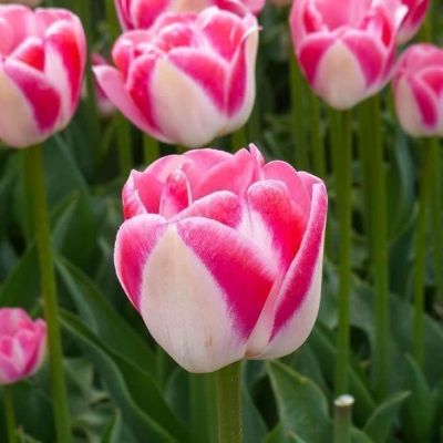 Тюльпан Дримшип Тюльпан Дримшип фото