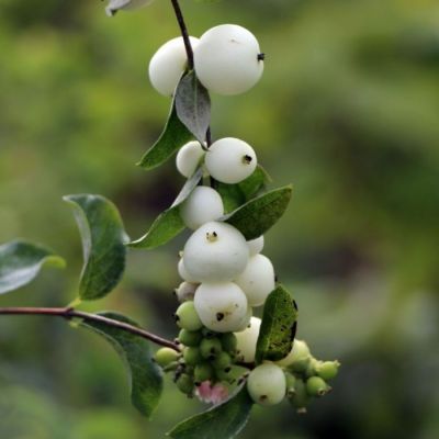 Снежноягодник Доренбоза Вайт Хедж, С2 - Dolina-Sad.Ru