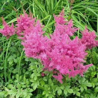 Астильба Анита Пфейфер фото