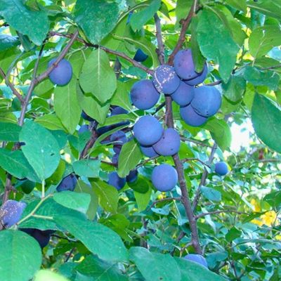 Слива Яичная Слива Яичная - Dolina-Sad.Ru