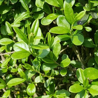 Бирючина обыкновенная Листрум Бирючина обыкновенная Листрум - Dolina-Sad.Ru