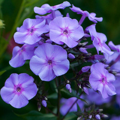 Флокс метельчатый Блю Бой Флокс метельчатый Блю Бой фото