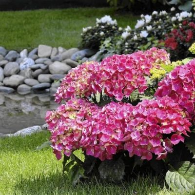 Гортензия крупнолистная Флейм Хот Пинк, С2 - Dolina-Sad.Ru