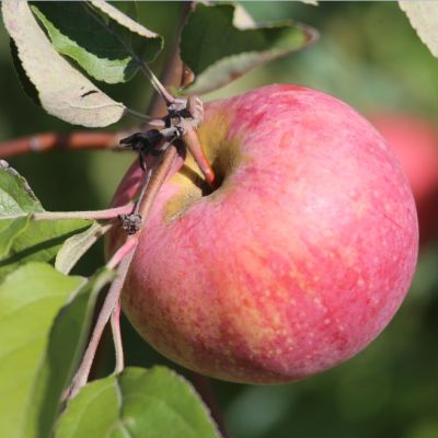 Яблоня Диамант/Осенняя Яблоня Диамант/Осенняя - Dolina-Sad.Ru