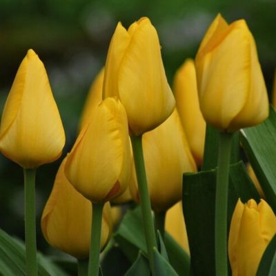 Тюльпан Конкуэрор Тюльпан Конкуэрор - Dolina-Sad.Ru