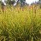 Мискантус Голд Бриз , С1,5 Мискантус Голд Бриз , С1,5 фото