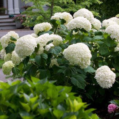 Гортензия древовидная Аннабель, С2 Гортензия древовидная Аннабель, С2 - Dolina-Sad.Ru